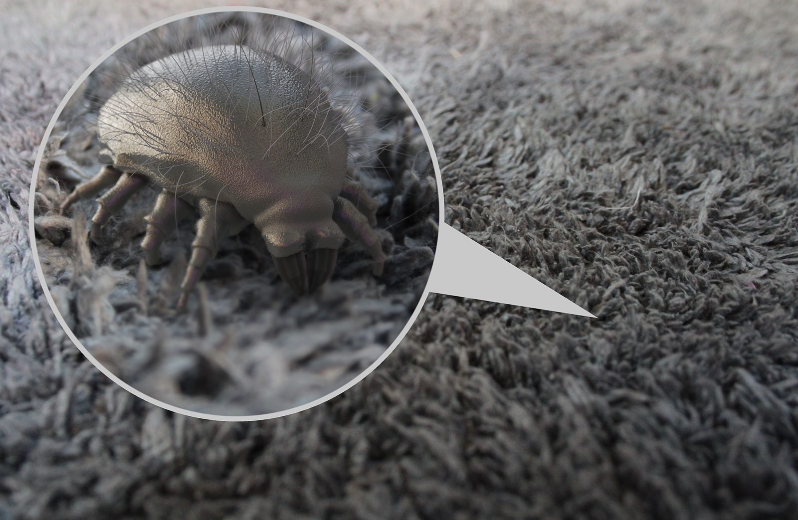 NJ AND PA SERVICES TO RID YOUR HOME OF DUST MITES