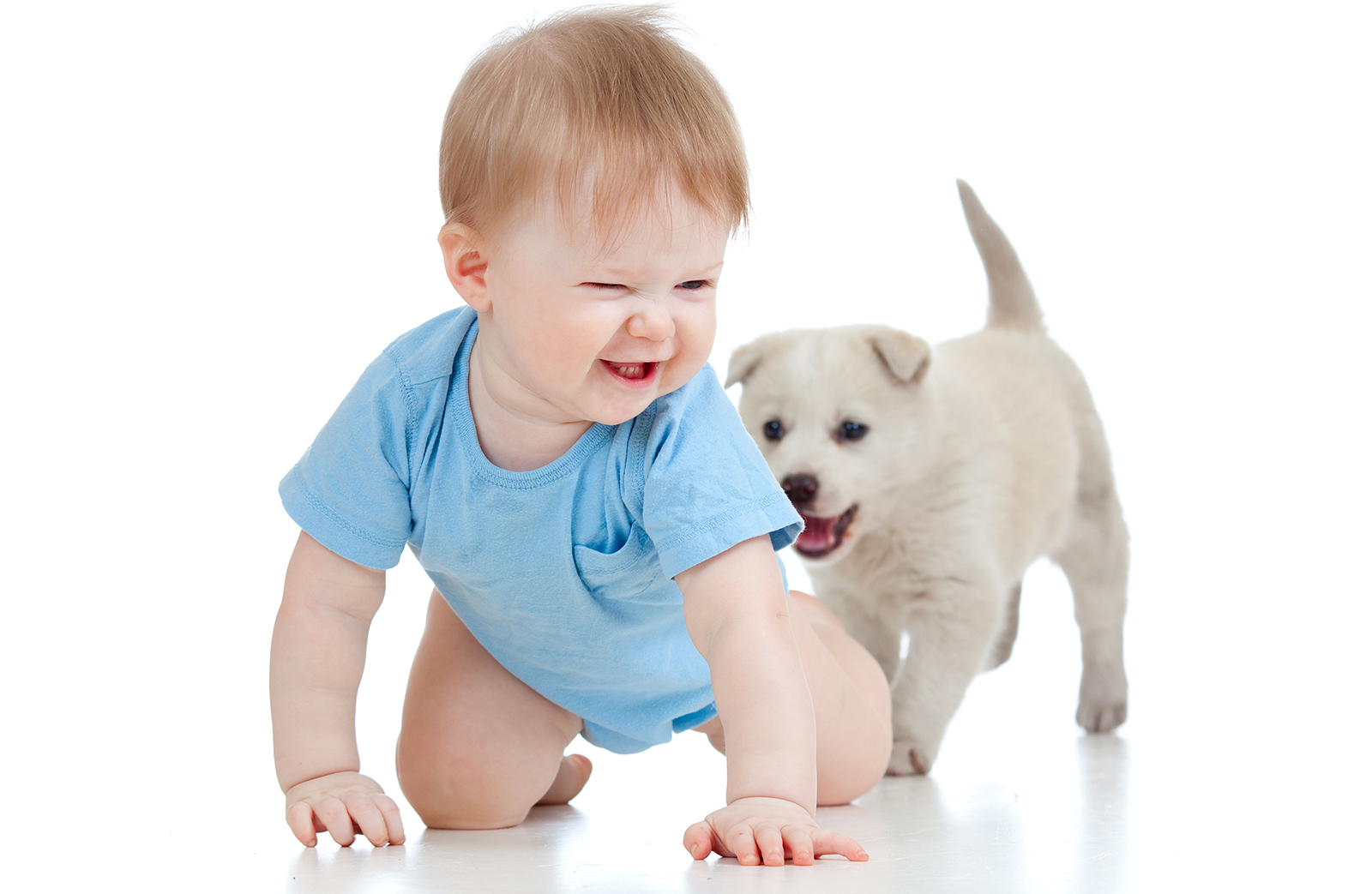 Services for Cleaning Pet Stains Professionally in NJ and PA