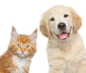 Services for Removing Pet Odors