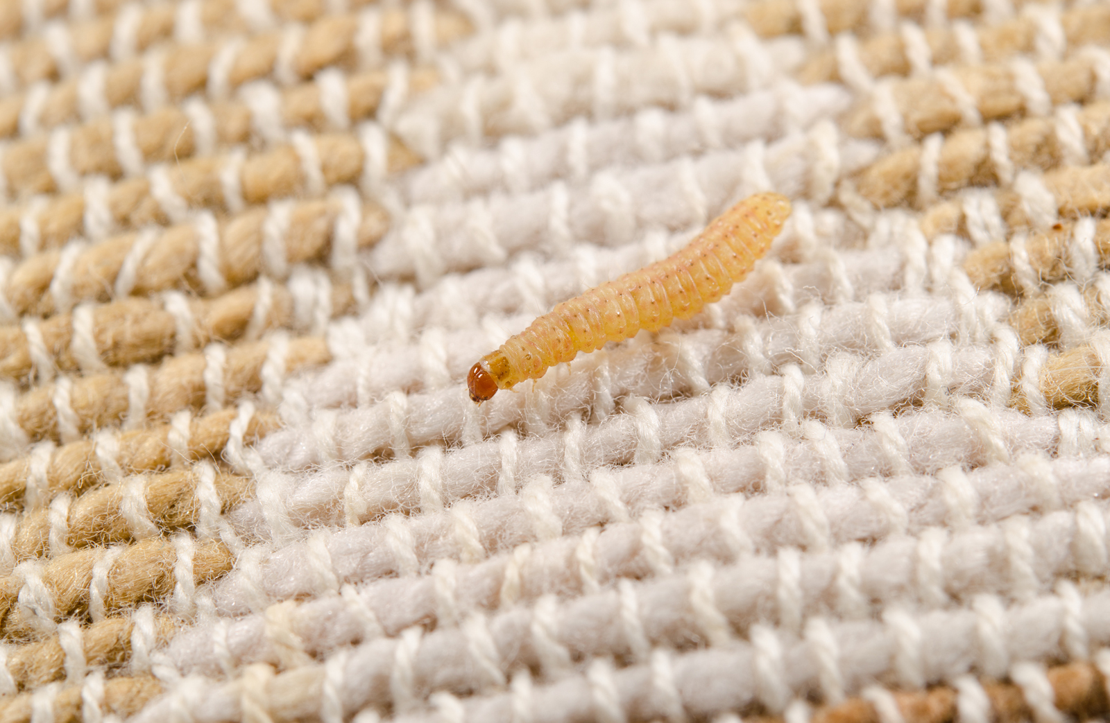 How to Protect Carpets from Moth Damage