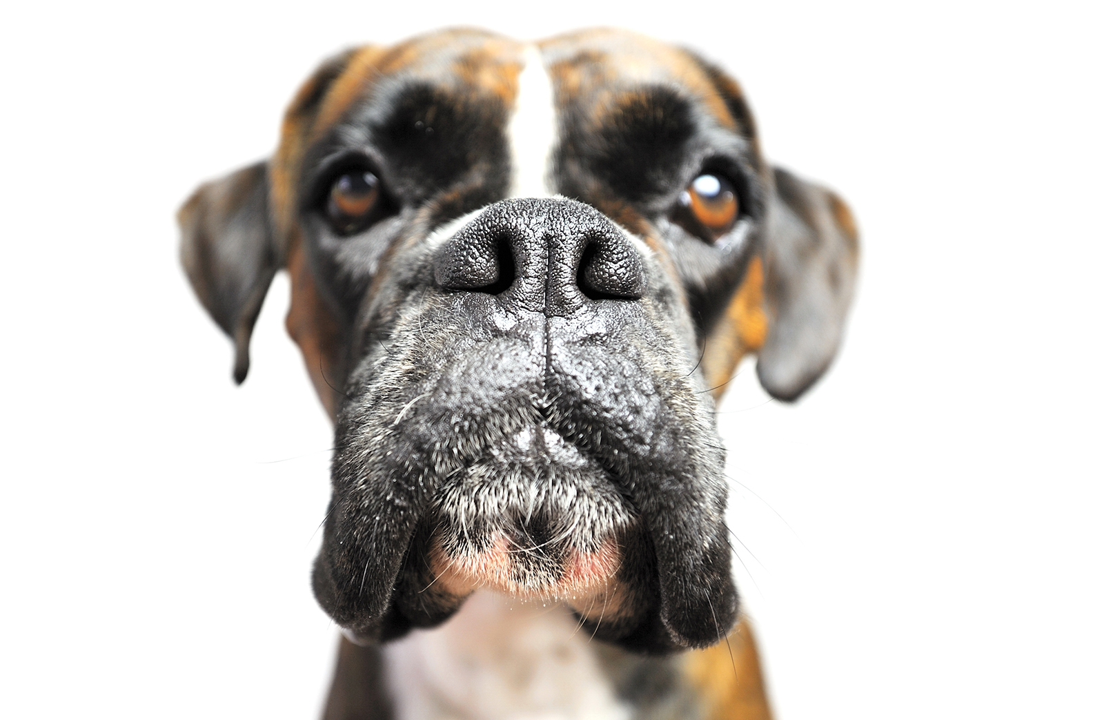 NEW JERSEY AND PENNSYLVANIA SERVICES TO REMOVE PET ODORS FROM CARPETS